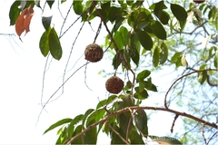 Hydnocarpus laurifolia